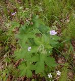 Geranium sylvaticum. Расцветающее растение. Тверская обл., Весьегонский р-н, ур. Пьяная поляна, сосновый лес. 4 июня 2020 г.