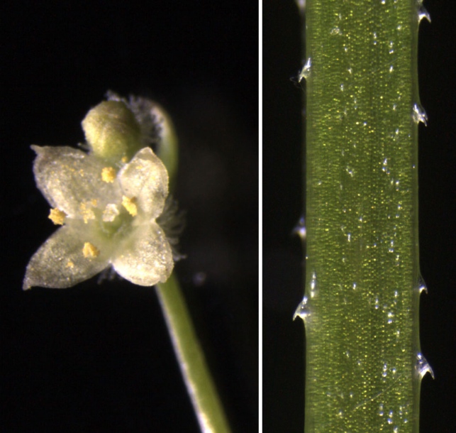 Image of Galium pseudoasprellum specimen.