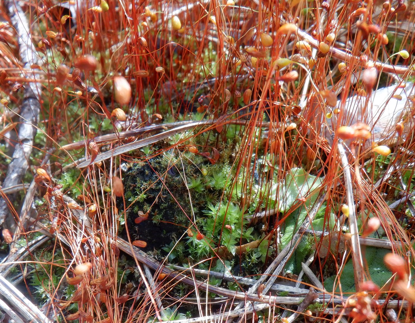 Image of Funaria hygrometrica specimen.