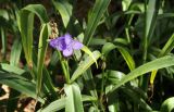 Tradescantia virginiana. Верхушка побега с цветками и сухим соцветием. Крым, г. Симферополь, ботанический сад университета, в культуре. 27.08.2020.