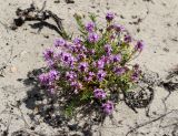 Thymus pallasianus. Цветущее растение. Волгоградская обл., Камышинский р-н, Лебяженское сельское поселение, окр. горы Уши, песчаный овраг. 31.05.2019.