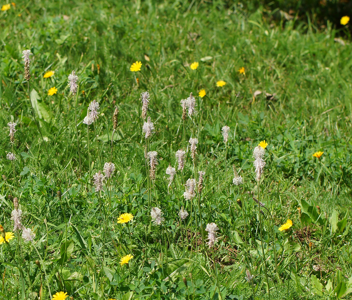 Image of Plantago media specimen.