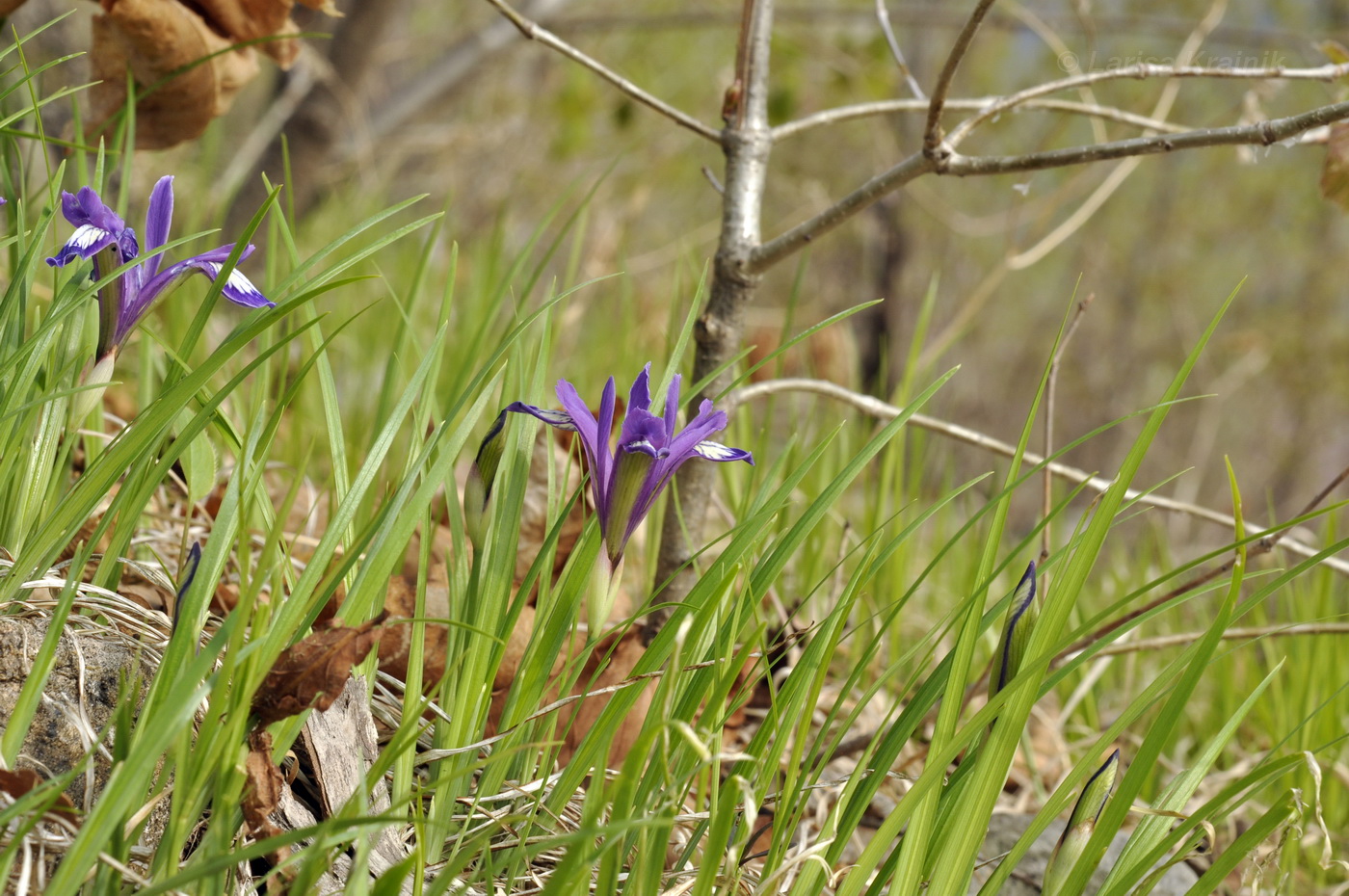 Изображение особи Iris uniflora.