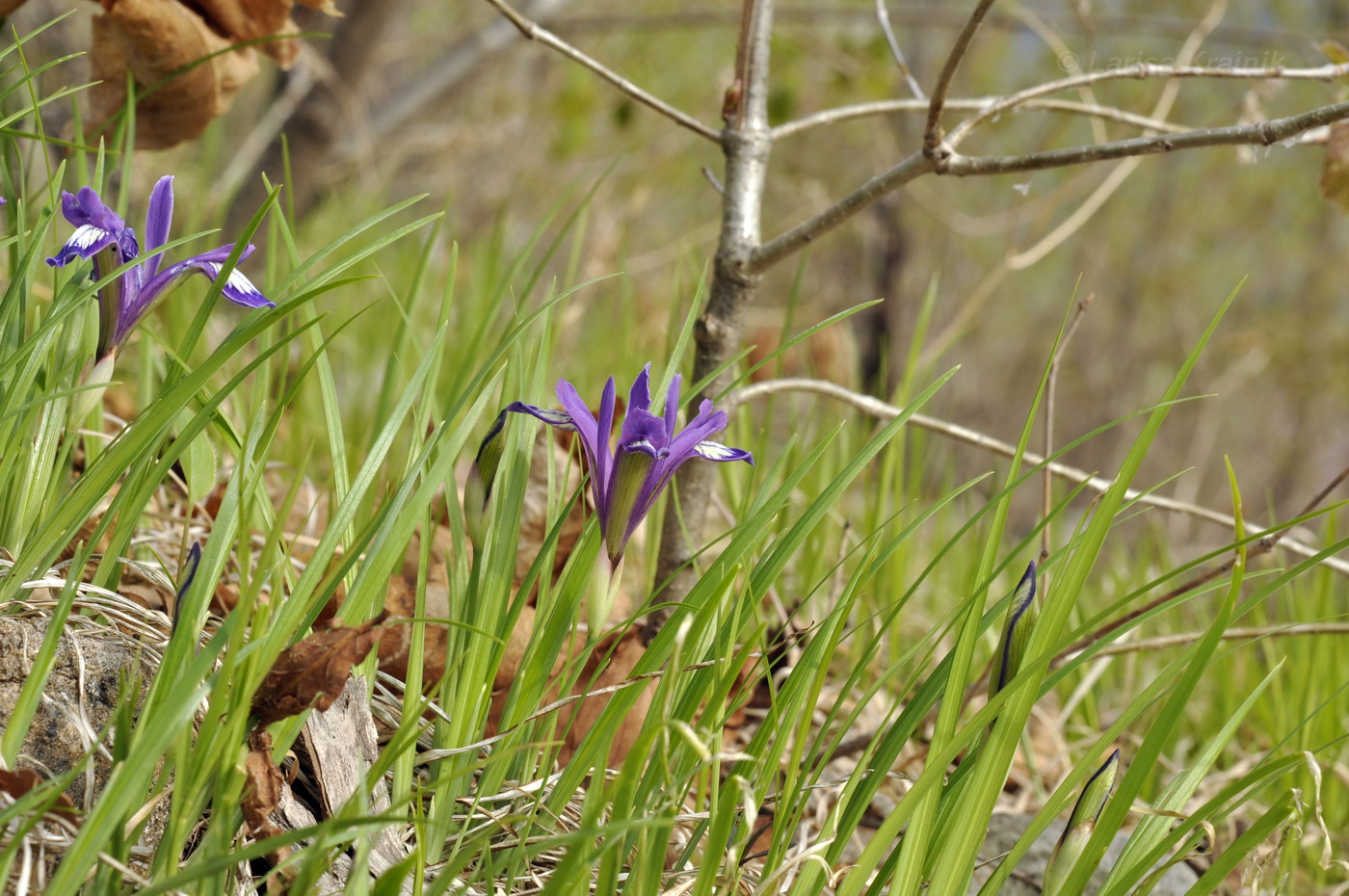 Image of Iris uniflora specimen.