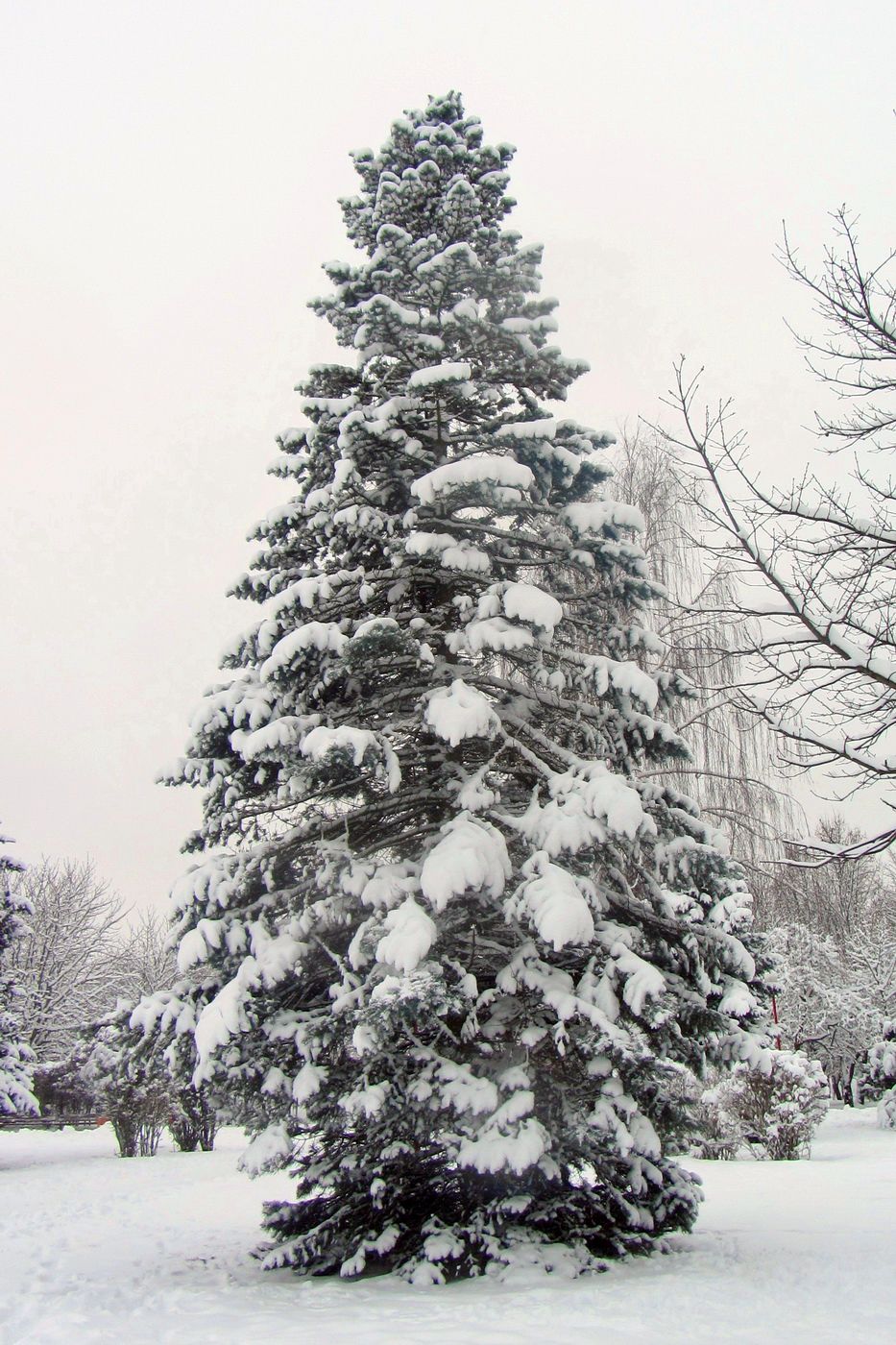 Image of Abies concolor specimen.