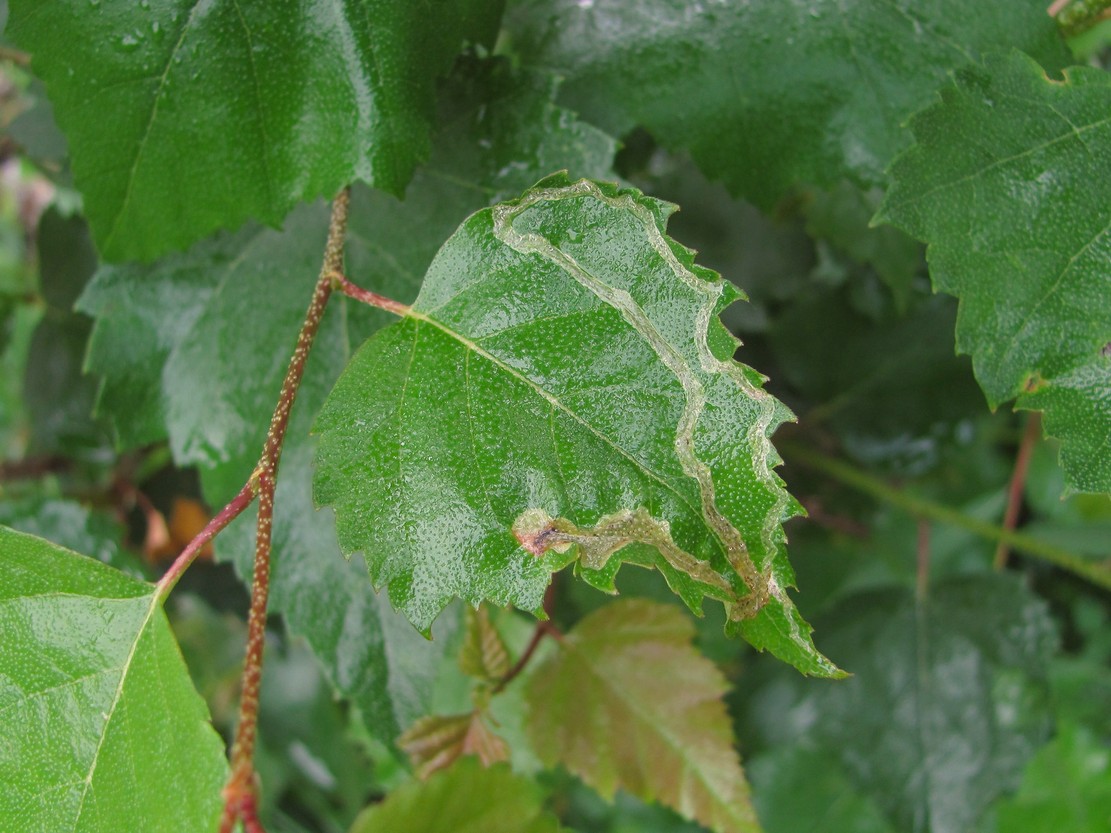Image of Betula pendula specimen.