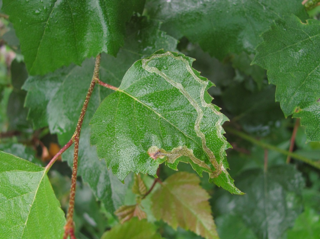 Изображение особи Betula pendula.