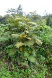 Solanum robustum