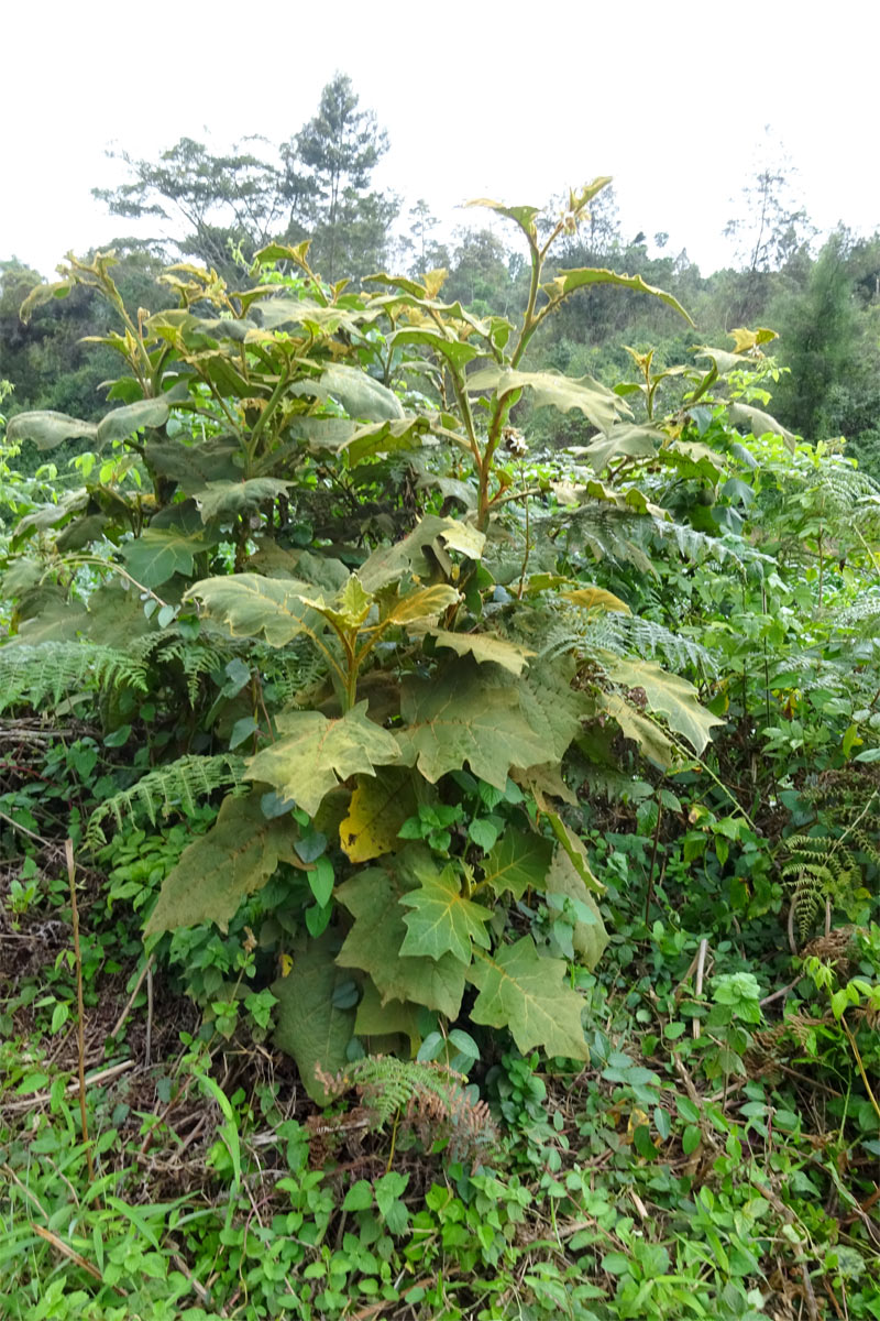 Изображение особи Solanum robustum.