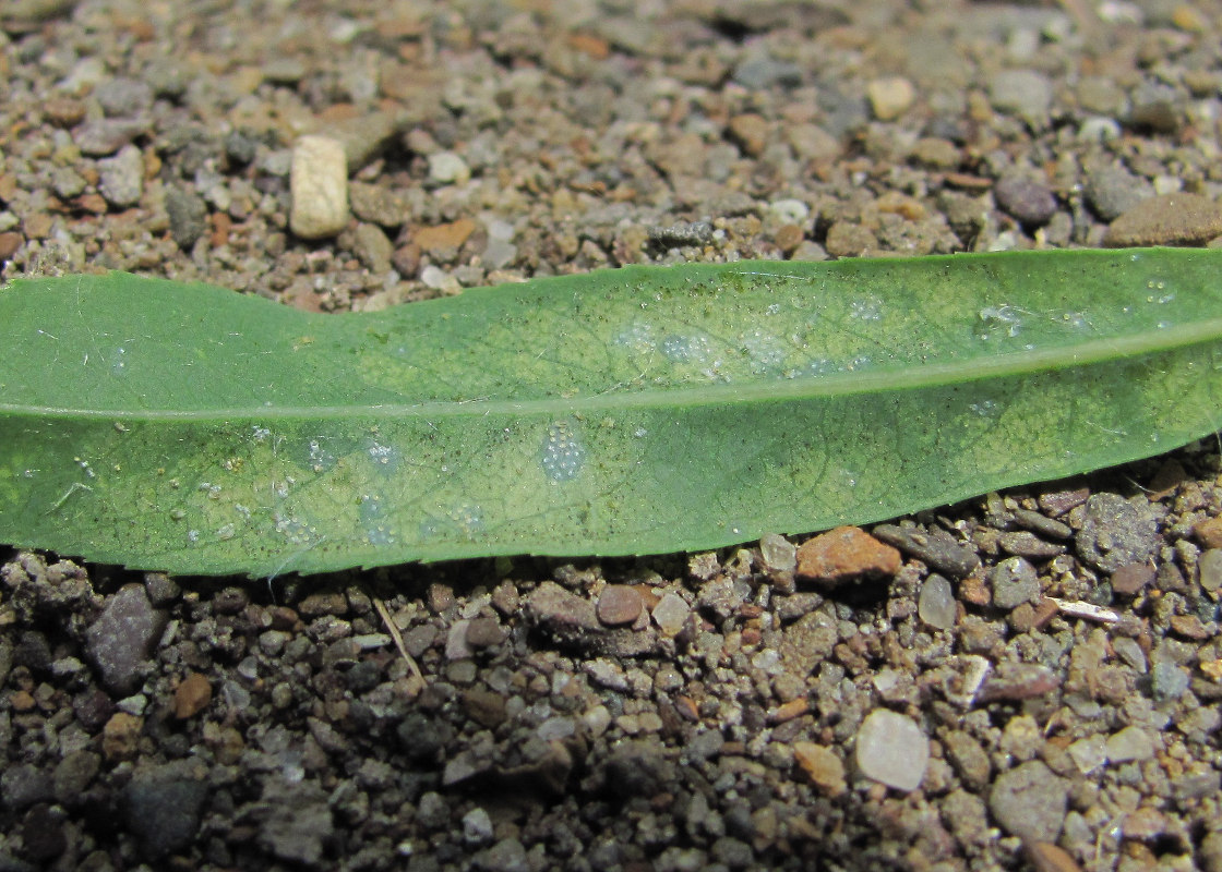 Image of Salix elbursensis specimen.