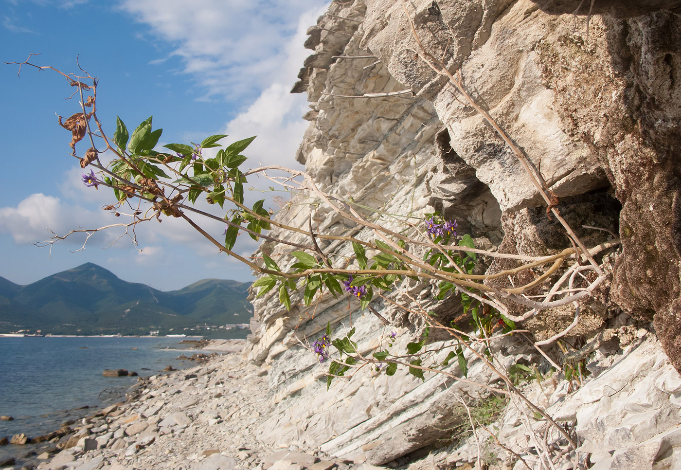 Image of Solanum persicum specimen.