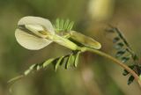 Vicia hybrida. Цветок. Испания, автономное сообщество Каталония, провинция Жирона, комарка Баш Эмпорда, муниципалитет Калонже, междурядье на винограднике. 24.04.2021.