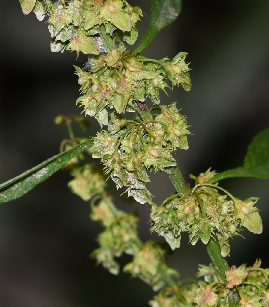 Image of Rumex obtusifolius specimen.