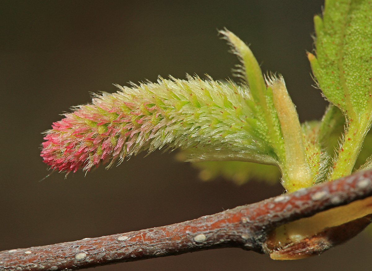 Image of Betula lanata specimen.