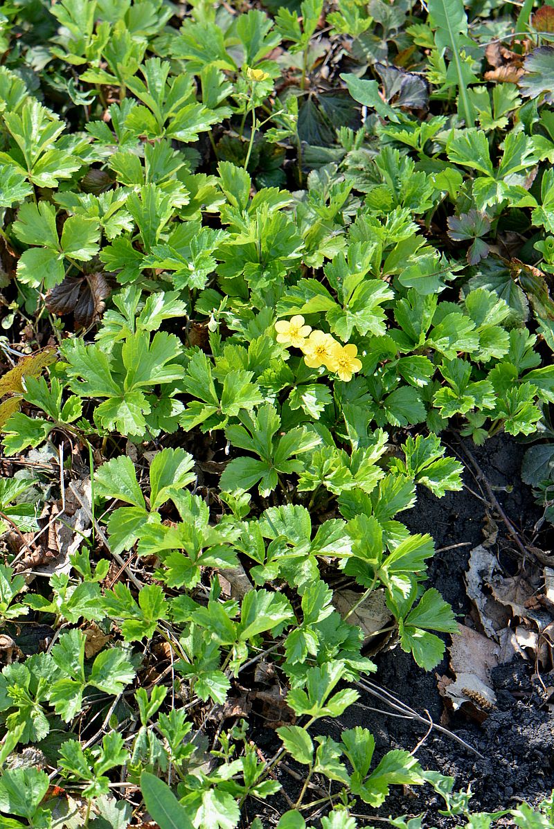 Изображение особи Waldsteinia ternata.