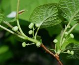 Actinidia kolomikta. Часть побега с бутонами. Московская обл., Раменский р-н, окр. дер. Хрипань, дачный участок. 28.05.2010.