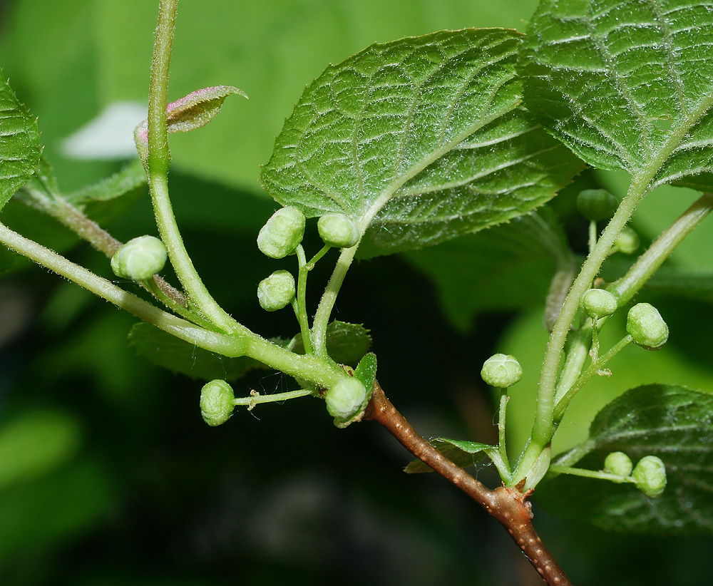 Image of Actinidia kolomikta specimen.