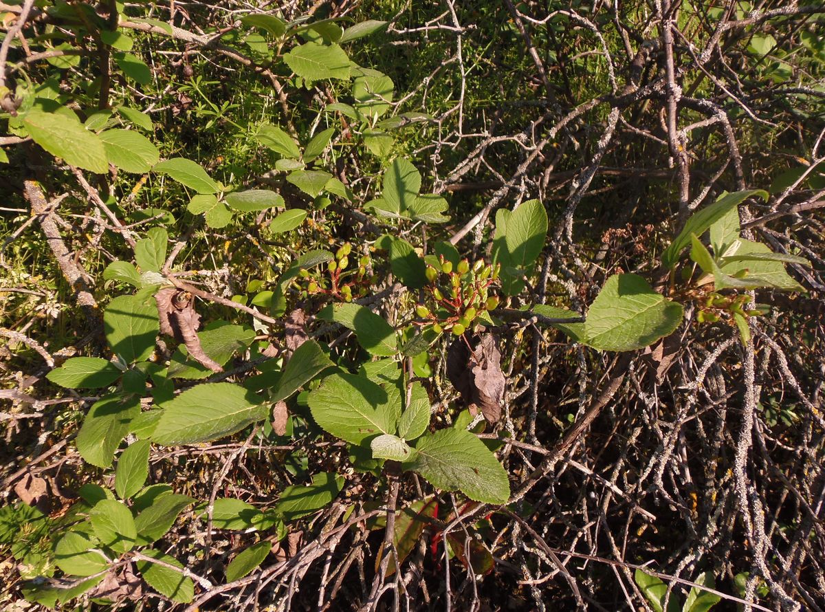 Изображение особи Viburnum lantana.