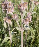 Stachys velata