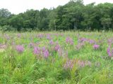 Lythrum salicaria