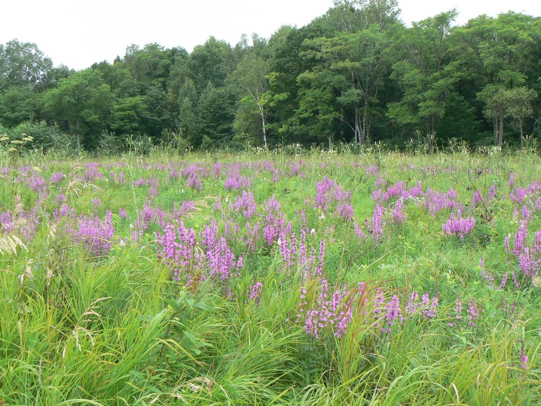 Изображение особи Lythrum salicaria.