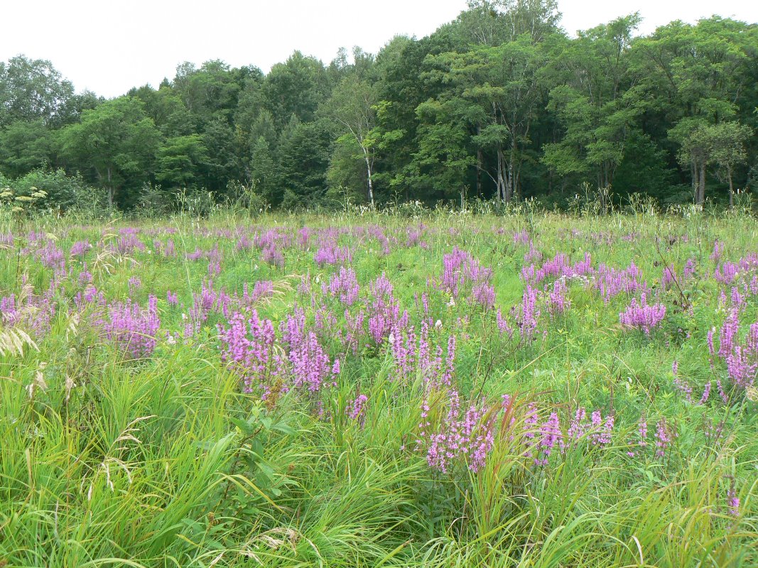 Image of Lythrum salicaria specimen.