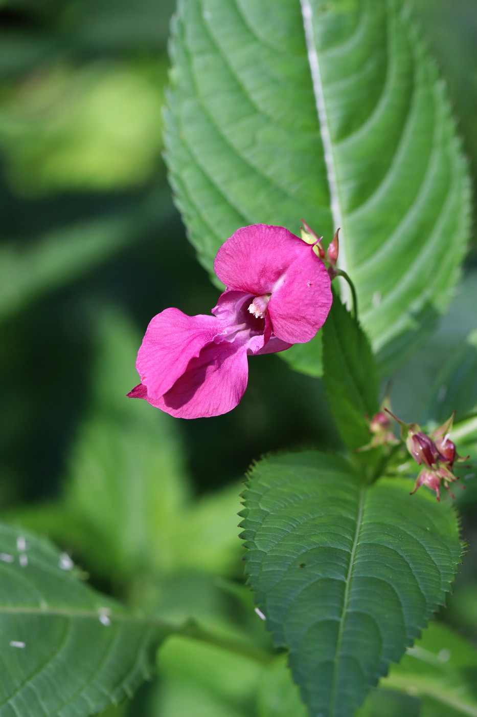 Image of Impatiens glandulifera specimen.