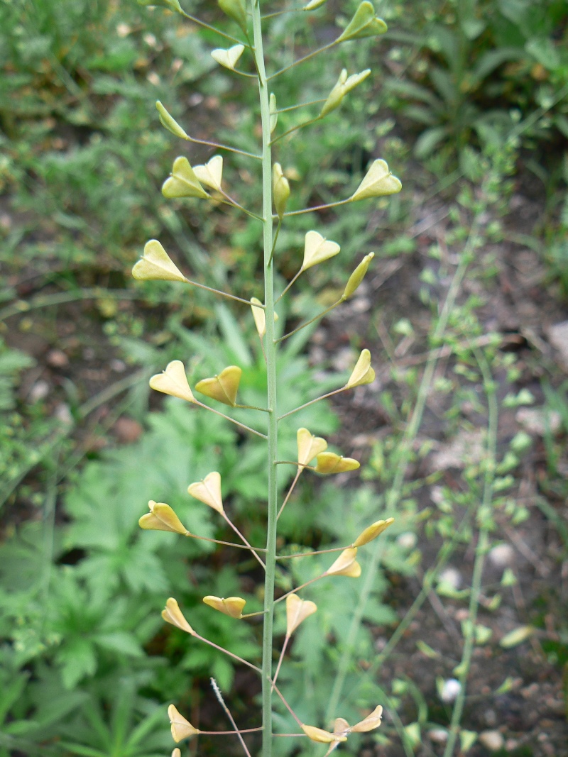 Изображение особи Capsella bursa-pastoris.