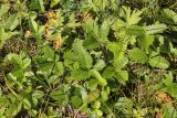 Fragaria vesca
