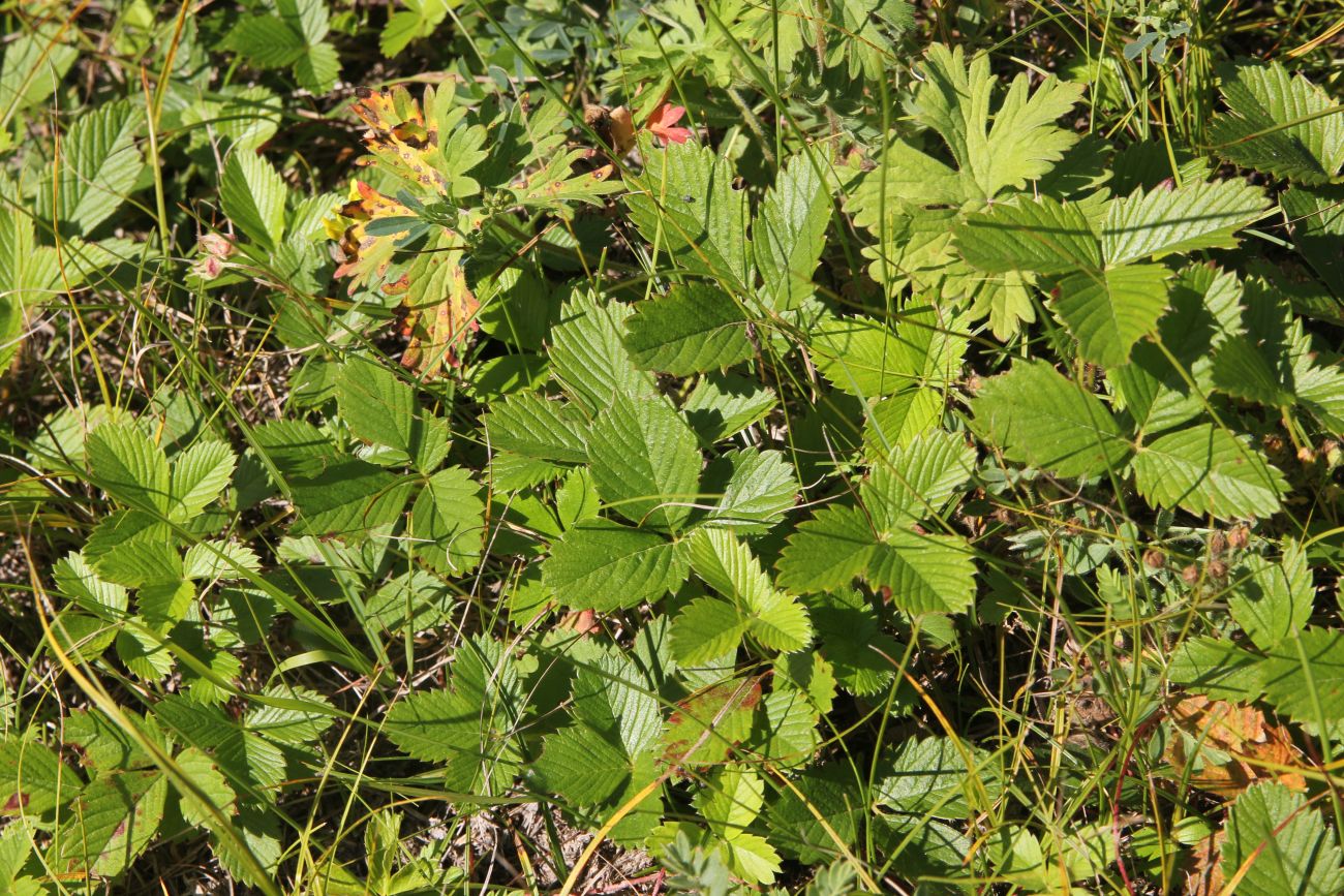 Image of Fragaria vesca specimen.