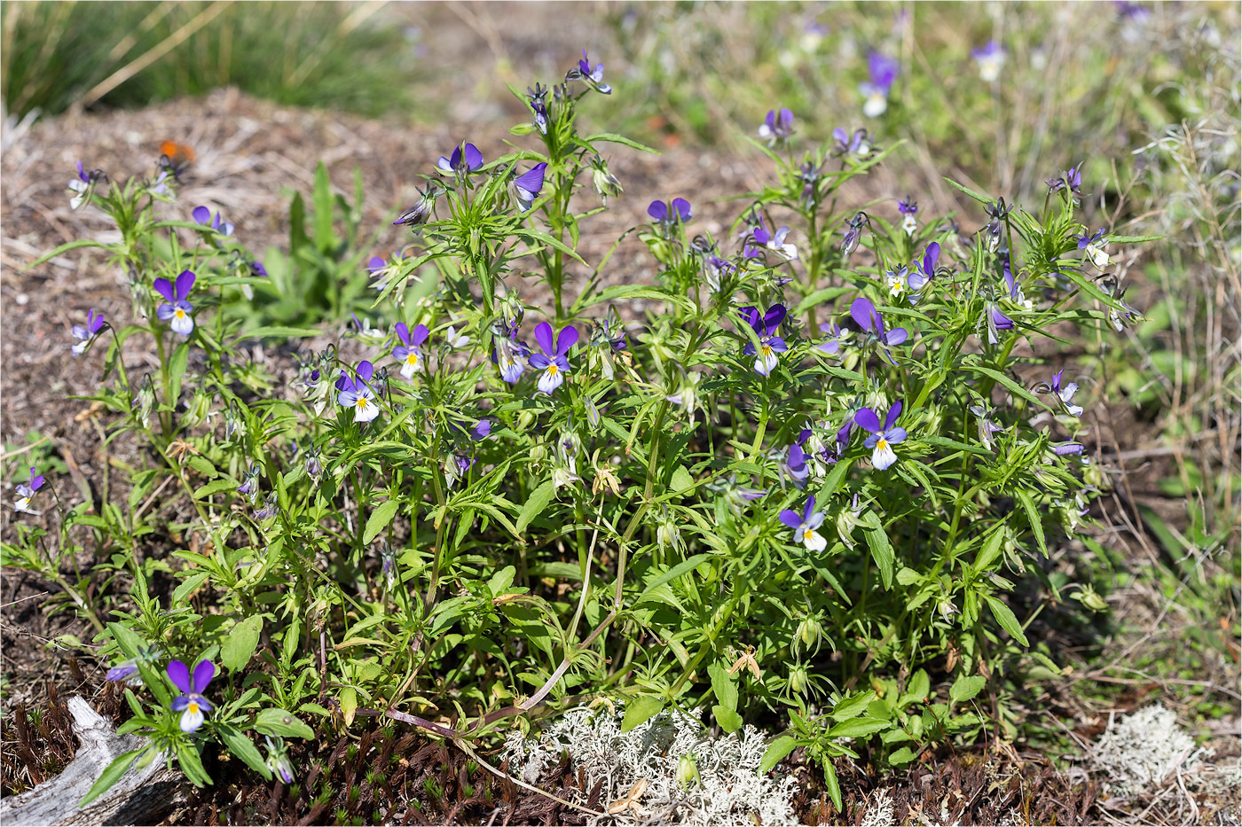 Изображение особи Viola tricolor.