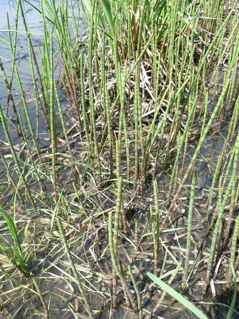 Изображение особи Equisetum fluviatile.