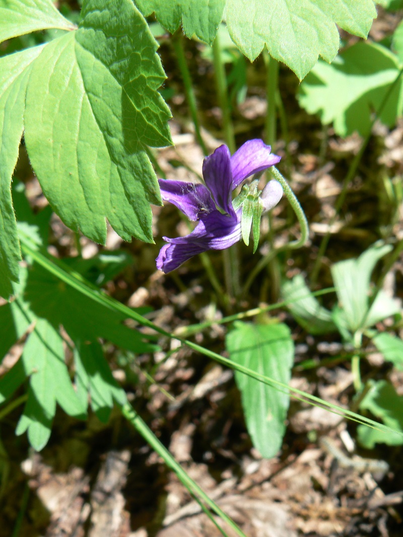 Image of Viola mandshurica specimen.