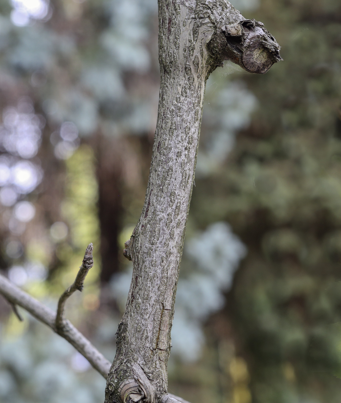 Image of genus Rosa specimen.