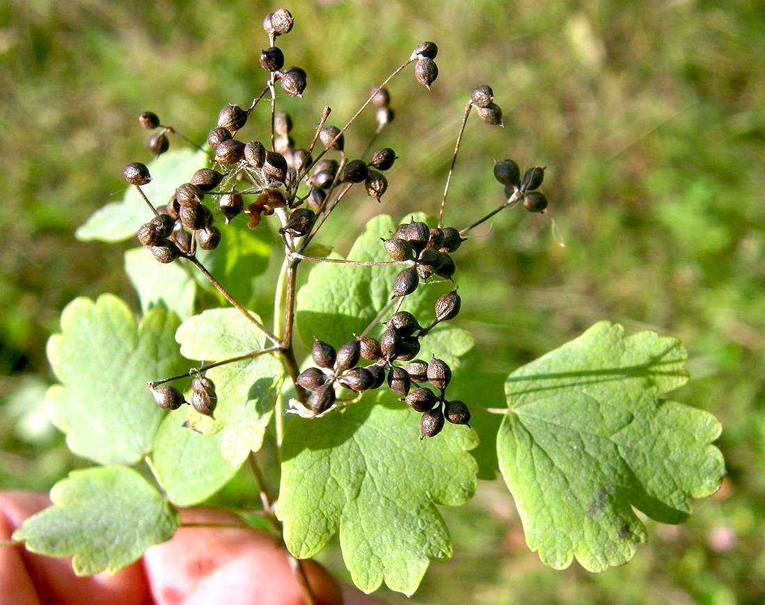 Изображение особи Thalictrum baicalense.