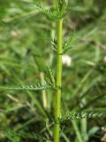 Achillea impatiens. Часть побега. Магаданская обл., окр. г. Магадан, 6 км основной трассы, разнотравная поляна у дороги. 30.07.2021.