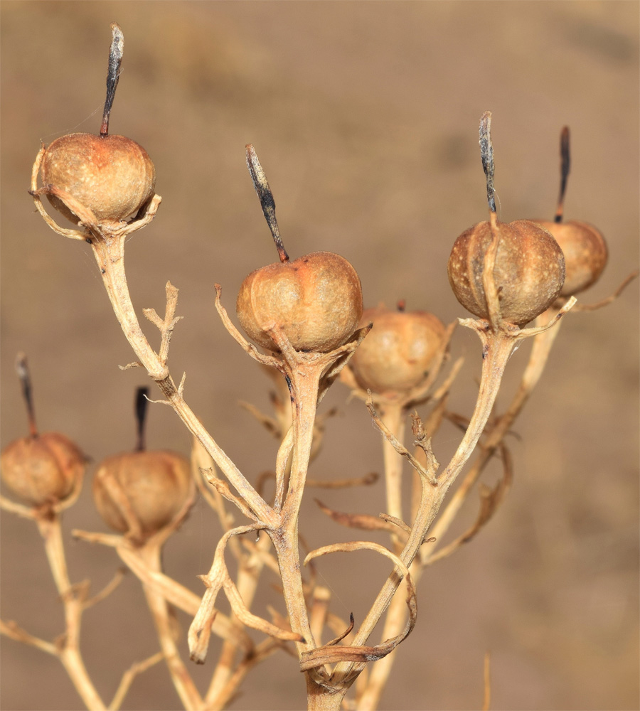 Image of Peganum harmala specimen.