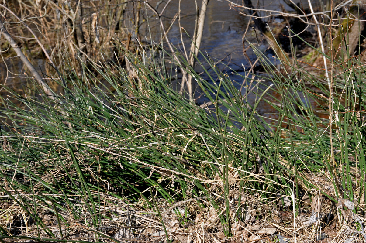 Image of Equisetum hyemale specimen.