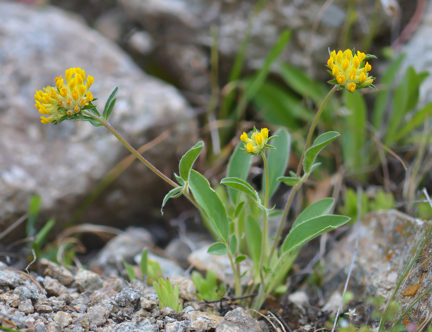 Изображение особи Anthyllis lachnophora.