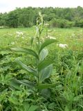 Veratrum dahuricum. Растение с развивающимся(?) соцветием. Хабаровский край, Хабаровский р-н, ст. Хехцир, пойменный луг ниже станции. 13.06.2016.