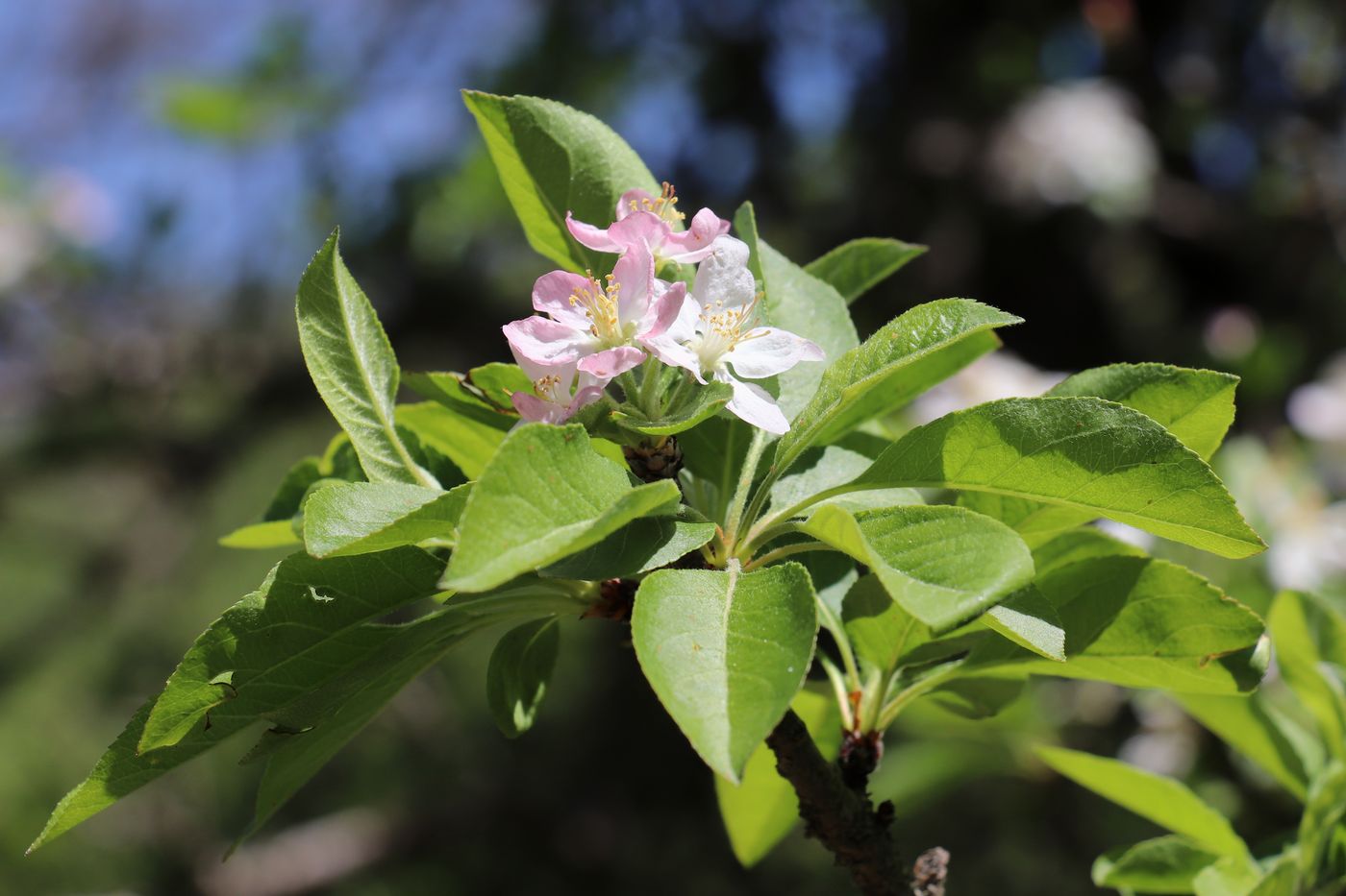 Image of Malus sieversii specimen.