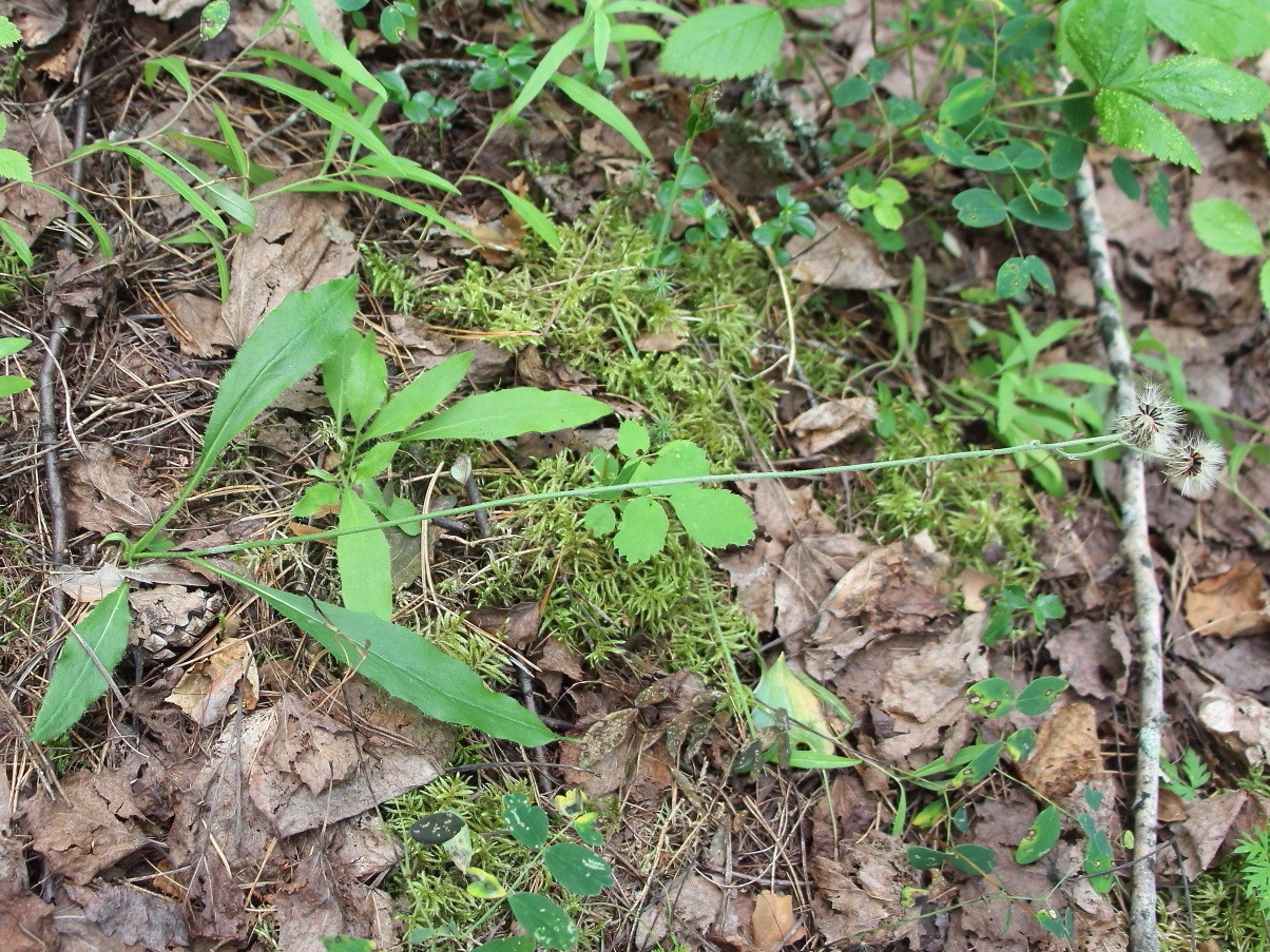 Изображение особи Hieracium fariniramum.