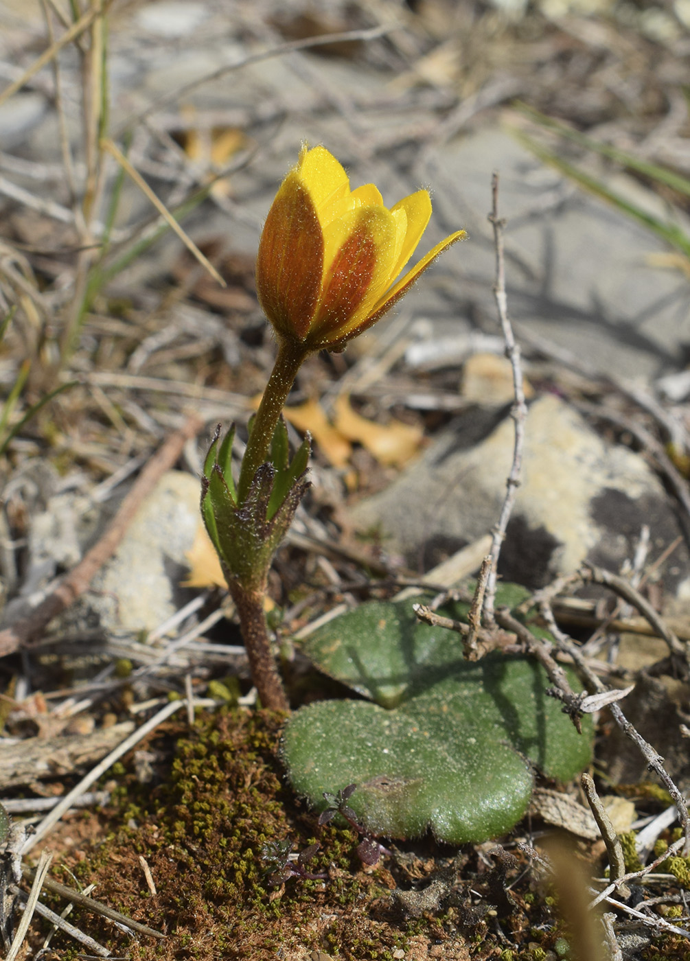 Image of Anemone palmata specimen.