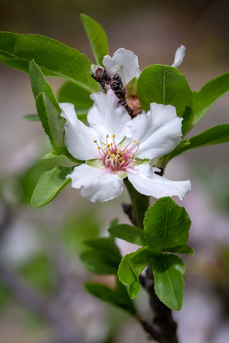 Изображение особи Amygdalus communis.