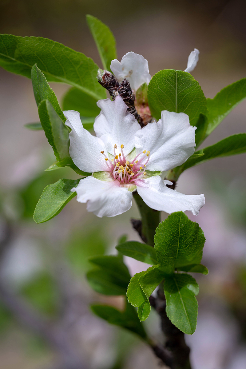 Изображение особи Amygdalus communis.