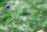 Astragalus asterias