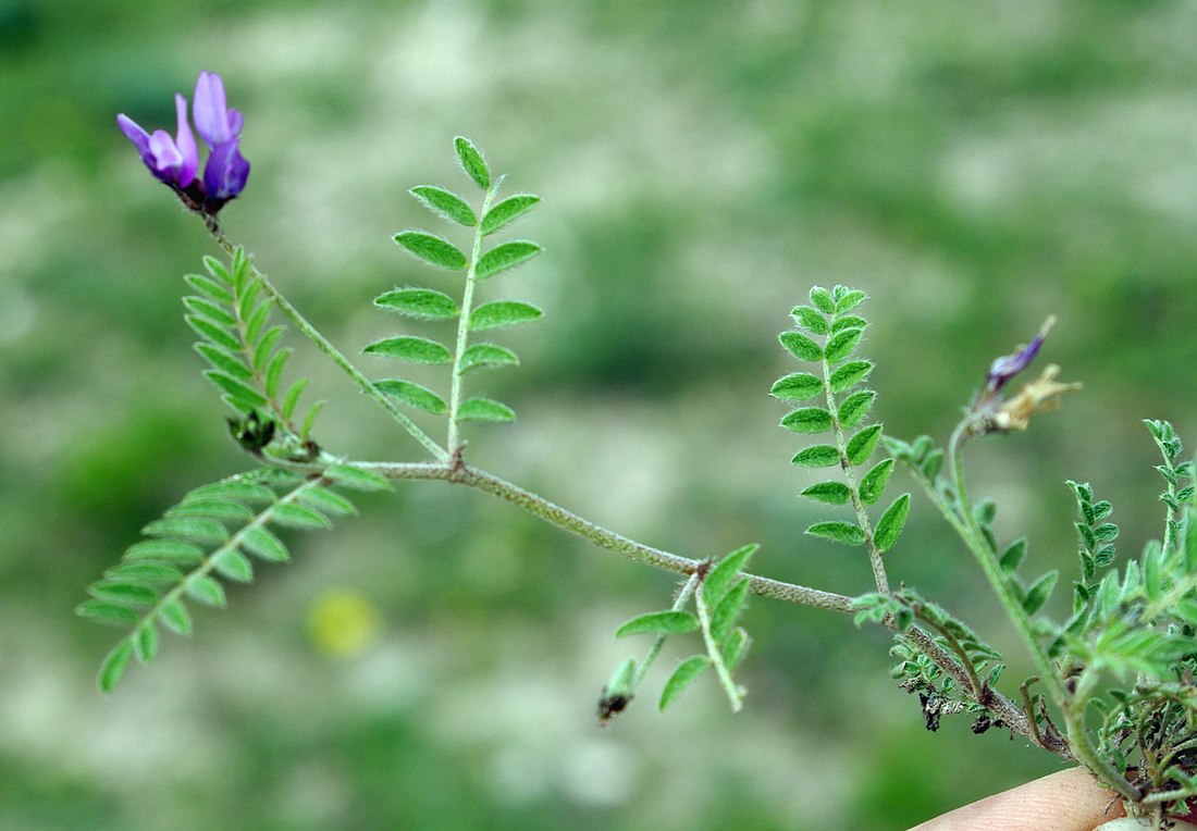 Изображение особи Astragalus asterias.