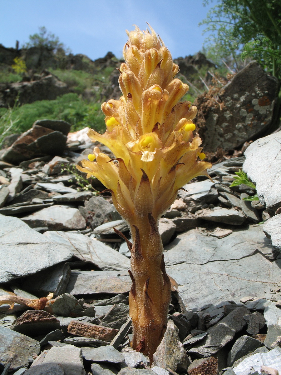 Изображение особи Orobanche gigantea.