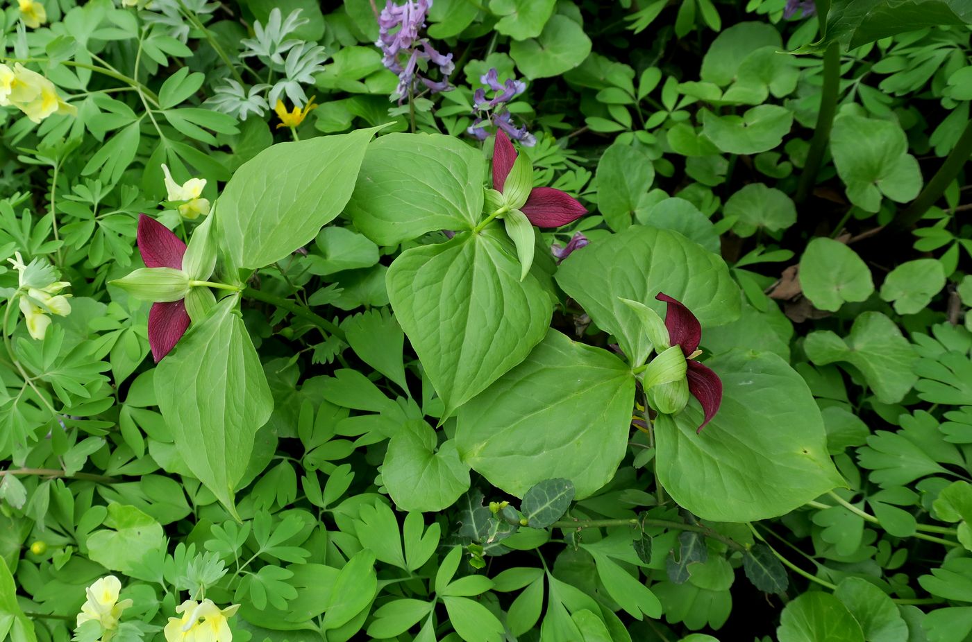 Image of Trillium sulcatum specimen.