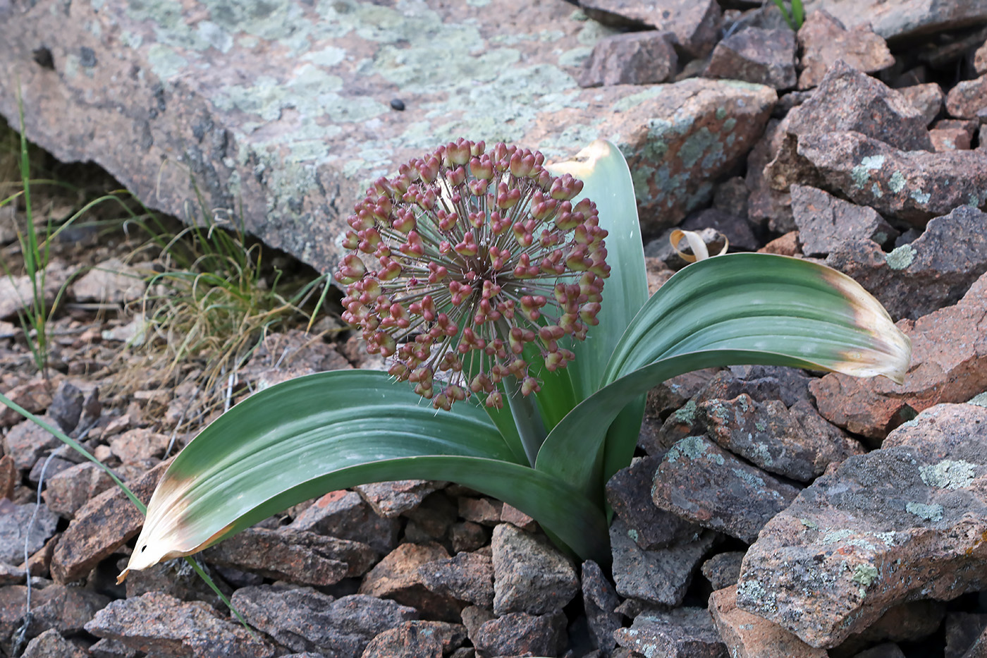 Image of Allium karataviense ssp. henrikii specimen.